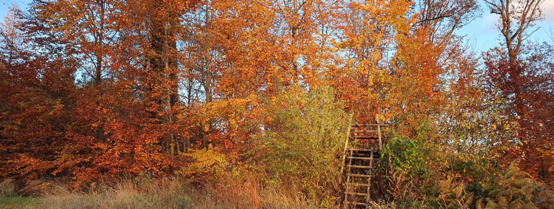 Der Herbst ist da